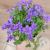Кампанула фиолетовая в магазине Цветы Планеты