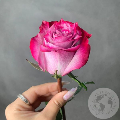 Роза фиолетово-розовая 70 см. в магазине Цветы Планеты