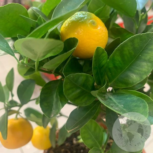 Каламондин