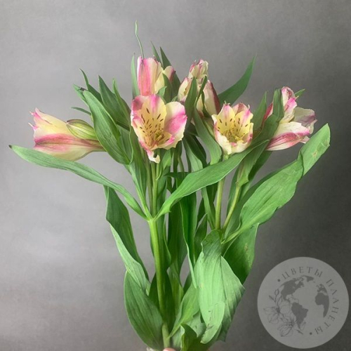 3 Альстромерии желто-розовых