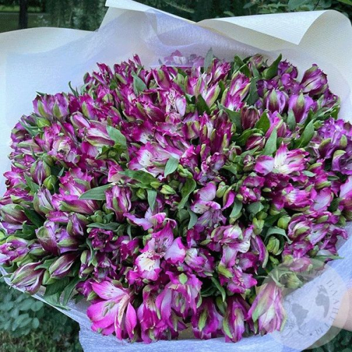 Букет из 51 альстромерии фиолетовой