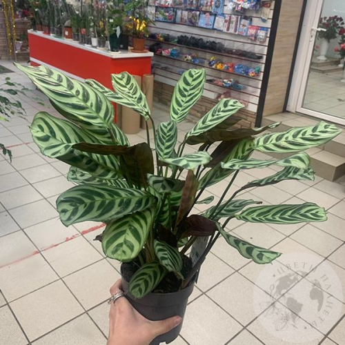 Калатея Макоя