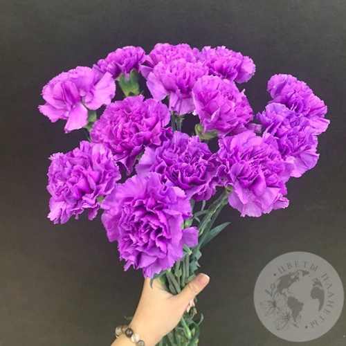 Лунная гвоздика 13 шт. в магазине Цветы Планеты