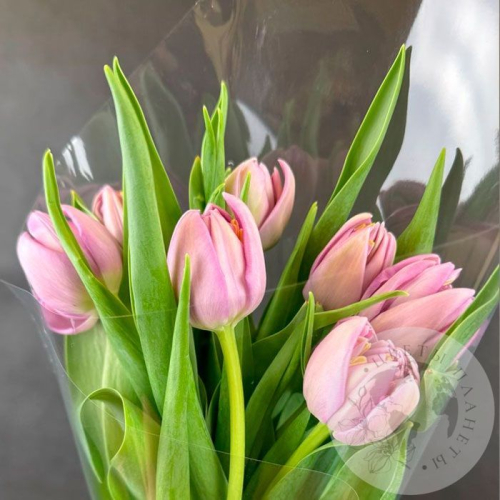 7 розовых пионовидных тюльпанов в магазине Цветы Планеты