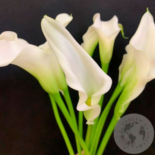Каллы белые 9 шт.