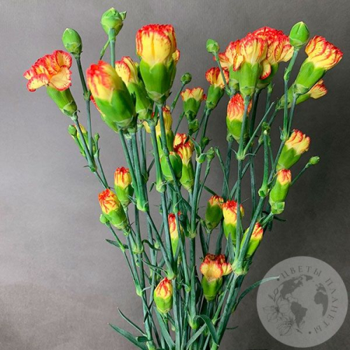 9 гвоздик кустовых желто-красных