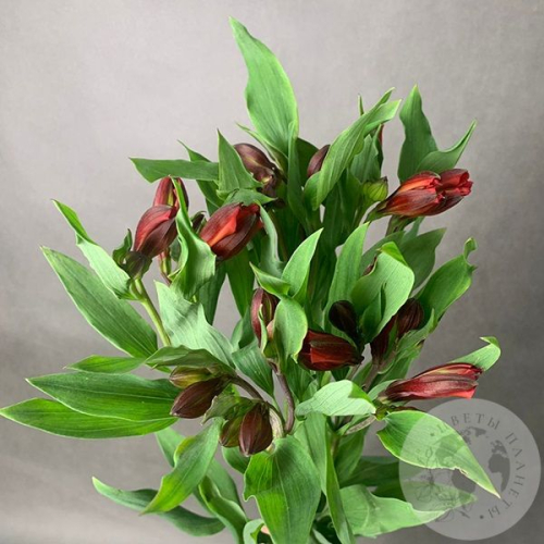 5 Альстромерий красных