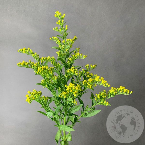 Солидаго желтый в магазине Цветы Планеты