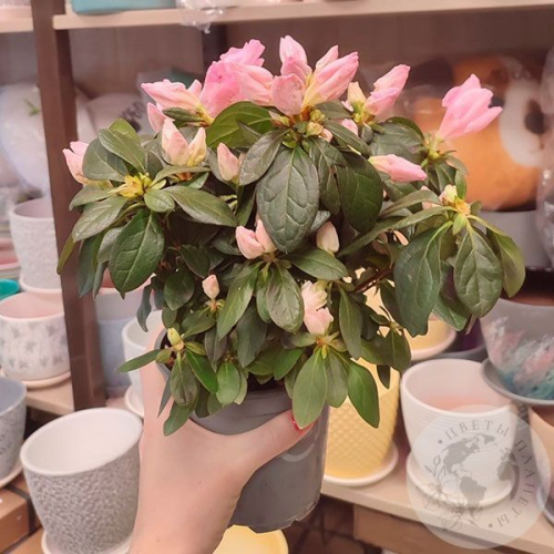 Азалия нежно-розовая в магазине Цветы Планеты