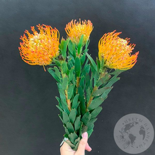 Леукоспермум оранжевый 3 шт. в магазине Цветы Планеты