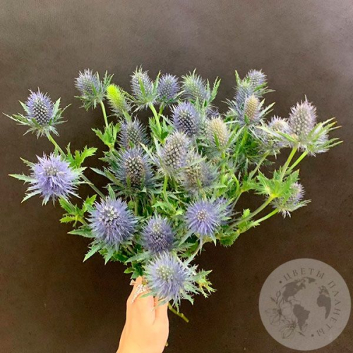 Эрингиум 7 шт. в магазине Цветы Планеты
