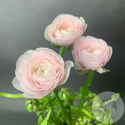 Ранункулюс Ханой 3 шт. в магазине Цветы Планеты