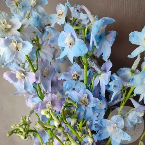 Дельфиниум 7 шт. в магазине Цветы Планеты