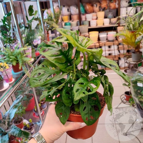 Монстера Манки Мэск