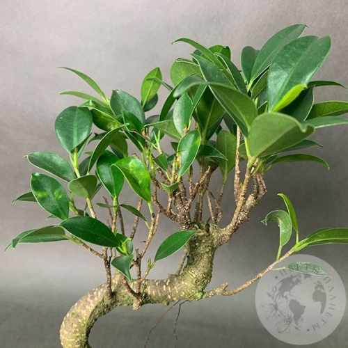 Комнатное растение "Бонсай"