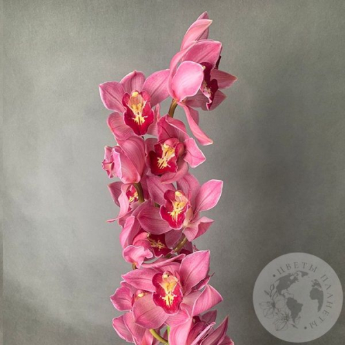 Орхидея Цимбидиум розовая