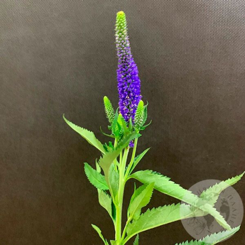 Вероника синяя в магазине Цветы Планеты