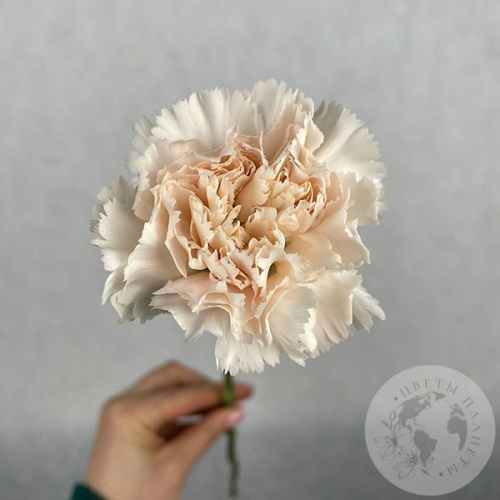 Гвоздика персиковая