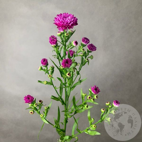 Астер розовый в магазине Цветы Планеты