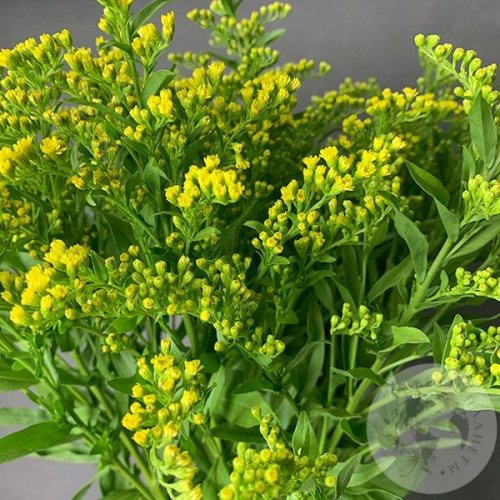 9 солидаго желтых в магазине Цветы Планеты