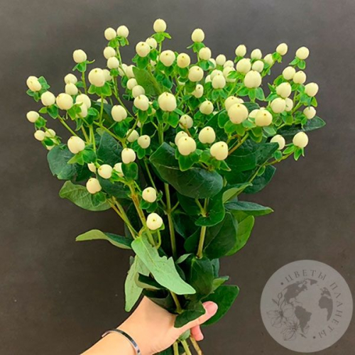 Гиперикум белый 9 шт. в магазине Цветы Планеты