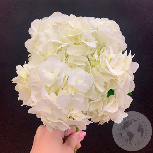 Гортензия белая