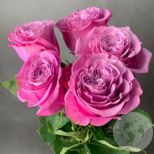 5 роз пионовидных 50 см. в магазине Цветы Планеты