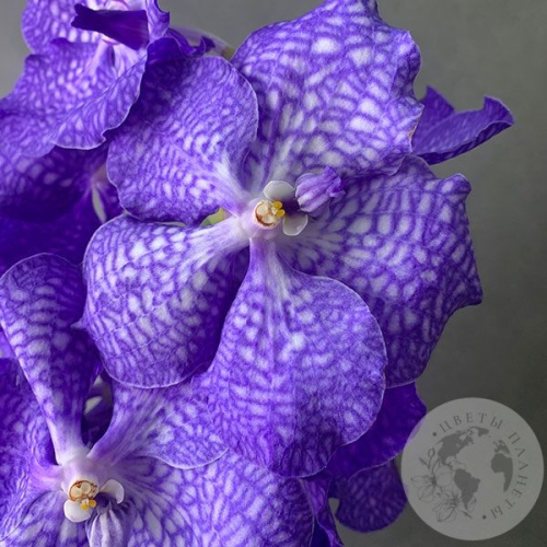 Орхидея Ванда