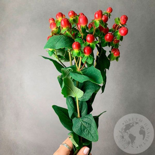 Гиперикум красный 3 шт. в магазине Цветы Планеты