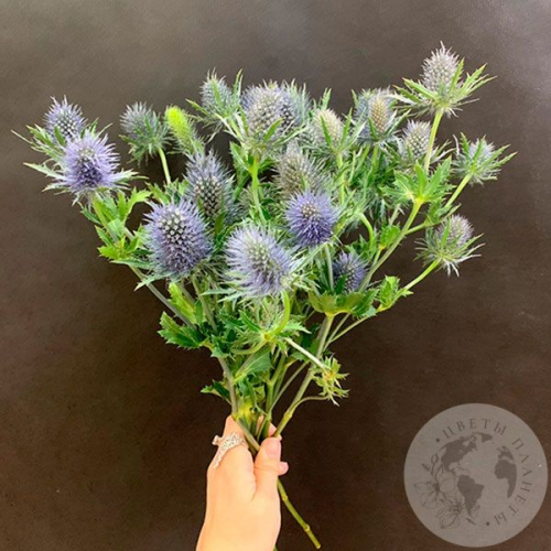 Эрингиум 7 шт. в магазине Цветы Планеты