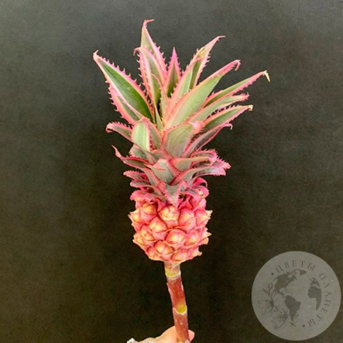 Ананас в магазине Цветы Планеты