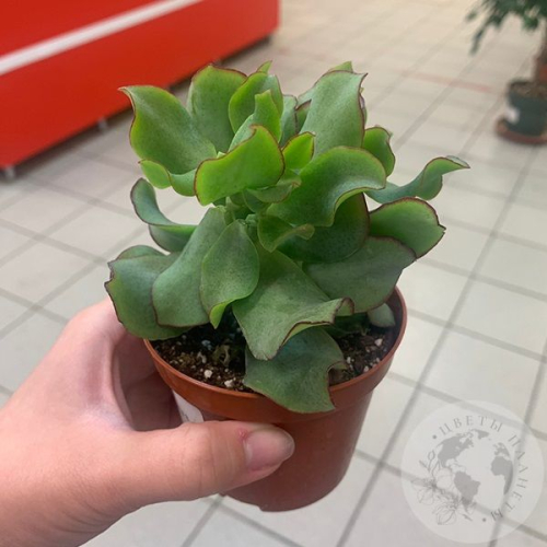 Крассула Ундулата