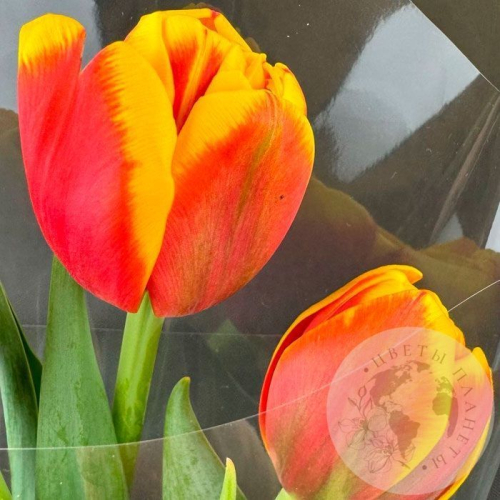 3 красно-желтых пионовидных тюльпана в магазине Цветы Планеты