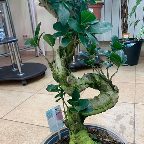 Фикус Джинсенг