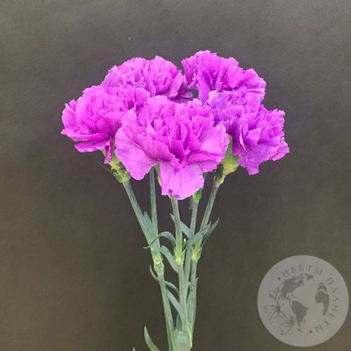 Лунная гвоздика 5 шт. в магазине Цветы Планеты