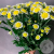 13 Сантини бело-желтых 13 Сантини бело-желтых в магазине Цветы Планеты