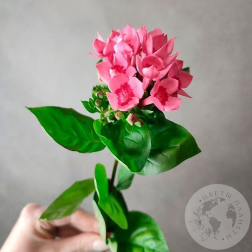 Бувардия в магазине Цветы Планеты