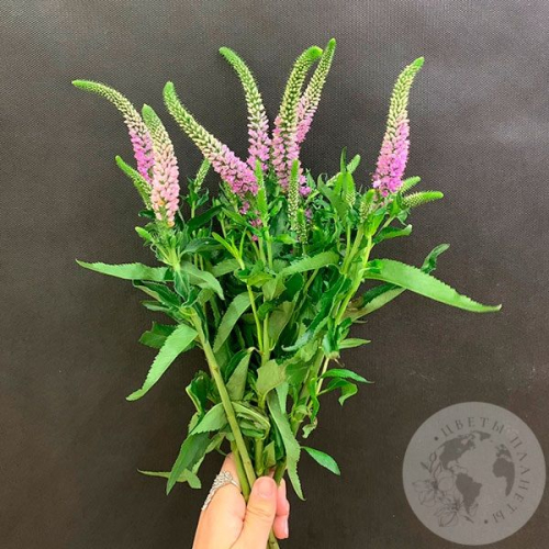 Вероника розовая 7 шт. в магазине Цветы Планеты