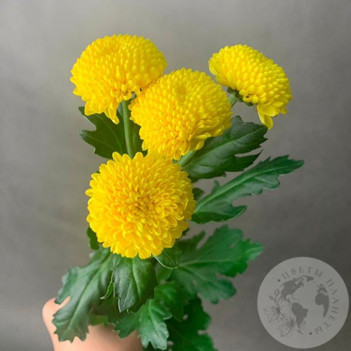 Хризантема кустовая желтая