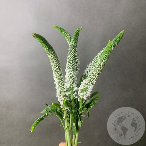 Вероника белая 5 шт. в магазине Цветы Планеты