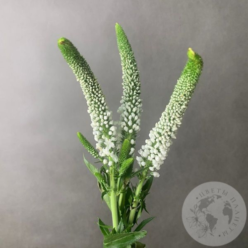 Вероника белая 3 шт. в магазине Цветы Планеты