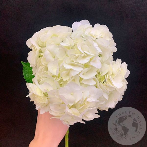 Гортензия белая