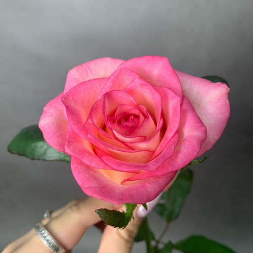 Роза розовая 40 см. в магазине Цветы Планеты