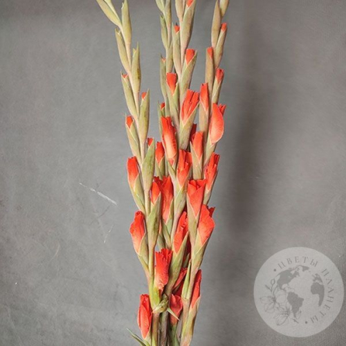 Гладиолус 5 шт. в магазине Цветы Планеты