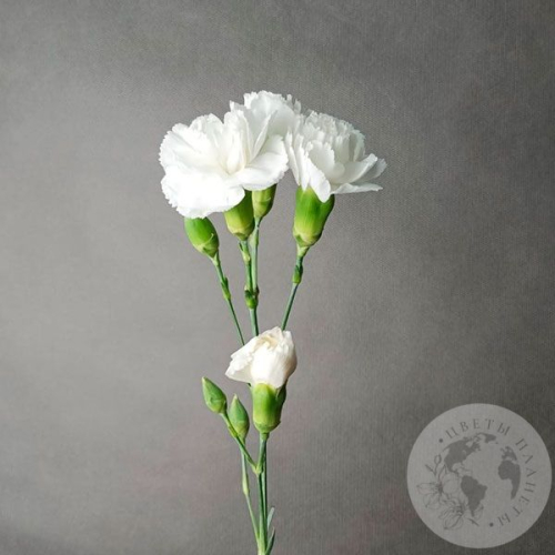 Гвоздика кустовая белая в магазине Цветы Планеты