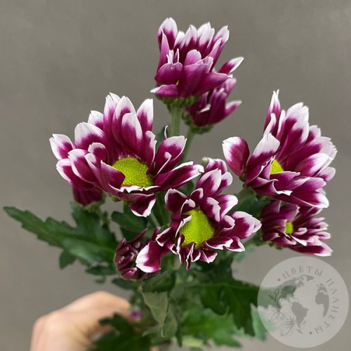 Хризантема кустовая фиолетовая