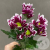 Хризантема кустовая фиолетовая в магазине Цветы Планеты Хризантема кустовая фиолетовая