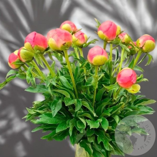 11 пионов в магазине Цветы Планеты