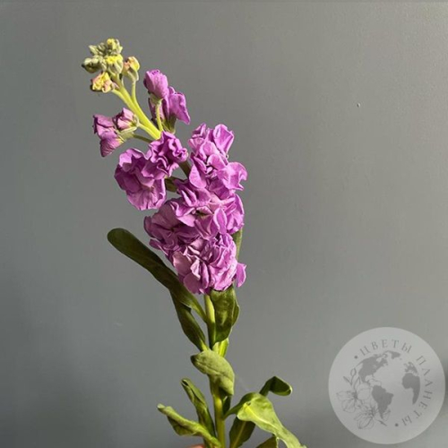 Маттиола розовая в магазине Цветы Планеты