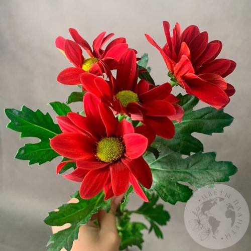 Хризантема кустовая красная